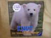 Knut, der kleine Eisbärenjunge